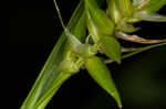 Northern long sedge